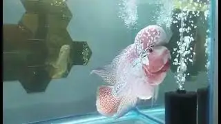 flowerhorn