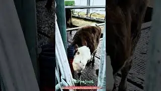 Innovative Cattle Scratching Brush System: Best Stress Relief Grooming