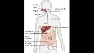 Digestion Of Pizza Explained!!!! GONE WRONG!!! GONE SEGSSSUAL!!!!