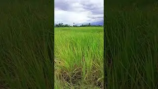 The season is windy and cold in rural areas.  #nature #shortsviral
