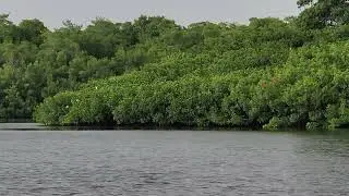 Scarlet Ibises in the sky Trinidad Lawrence Mann