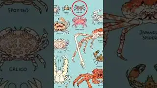 types of crab 🦀 #animals ##shortvideo #sea #scary