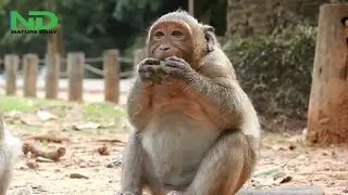 Sweet pea steals food from his mother, Popeye angry with SP for taking food Cucumber