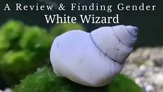 The Best Ever Helping Snail for any Aquarium | White Wizard Snail