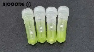 Sample Preparation with BeadXtract Bead Homogenizer