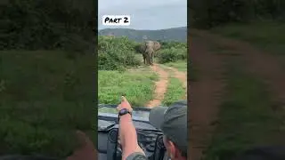 The two elephant bulls met, and decided to direct their testosterone at us #musth #elephant