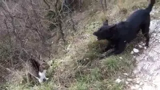 Daky e il gatto