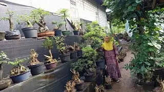 Obral bahan Temlaka di lapak mbk Win super murah :082 332 771 757