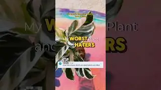 My Worst Plant AND HATERS #shorts #houseplants #plantcare #indoorplants #calathea #spidermites #tips