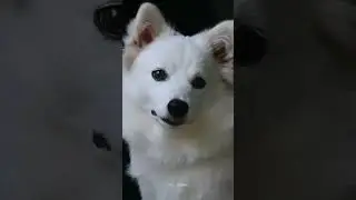Cute white dog WhatsApp status #cute#dog#short#status