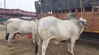 Ongole Bulls Came from Different Places for Competitions, Ongole Gittalu at Gudivada, Ongole Gittalu