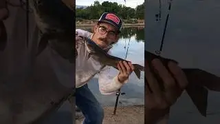 Use This Bait For Pond Catfish #Fishing #nature #fishingtechniques