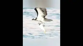 Wild life, hunt time from sea #shorts#seaanimal#hunttime