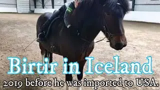 Birtir Icelandic gelding