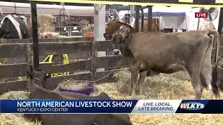 North American International Livestock Exposition taking over Kentucky Expo Center