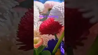 good morning status WhatsApp status Beautiful flower# short flower #short