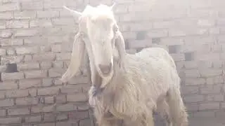 desi bakra for sale #trending #goat #animals 