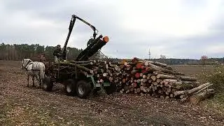 Schwachholzernte mit pferdegezogenem Kranwagen auf sensiblem Standort (Kay Stolzenberg)