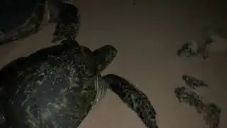 POIPU BEACH TURTLES (ZOOMED CAMERA ON TURTLES)