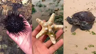 Catching Sea Animals 🦀🦑, Crab, Lobster, Clams, Octopus, Fish (Tik Tok #93)