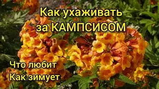 Как ухаживать за КАМПСИСОМ, чтобы он цвел непрерывно. Что любит и как зимует?