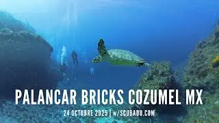 SCUBA DIVING PALANCAR REEF - BRICKS - COZUMEL MEXICO - 24 OCTUBRE 2025 - INSTA360 x4 w/ SCUBADU.COM
