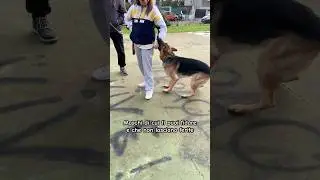 Биномио ЛейЛуи #собака #домашниеживотные #очаровательно #щенок