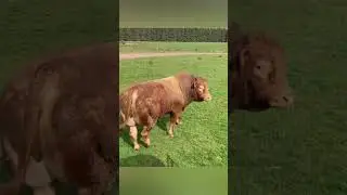 This Bull&rsquo;s Reaction to Seeing the Ladies Is Priceless! 🐂❤️