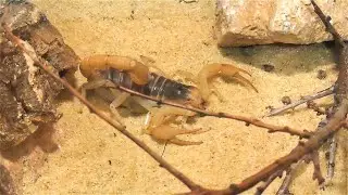 Parabuthus villosus & Hadrurus arizonensis: 2 Species of large Scorpions