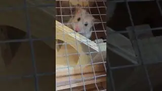 Female hamster mating call or heat call