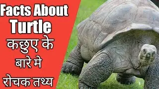 Facts About Turtles/ कछुए के बारे मे रोचक तथ्य #shorts #facts