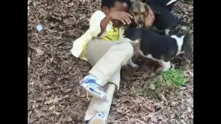 Beagle Puppies Attack Little Boy with Love