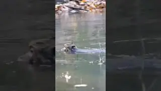 Swimming time of the monkey it's very nice #shorts #monkey