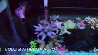 Bolo Acropora spathulata