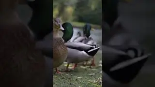 DUCK FACTS FOR KIDS | Children learn about farm animals