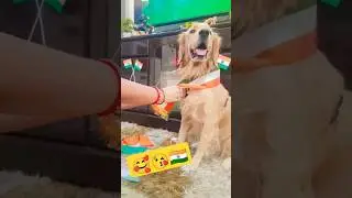 || 78वां स्वतंत्रता दिवस 2024 ||🇮🇳❤️ ||🇮🇳78th Independence Day 2024 || Dog Golden Retriever 🐕🐾🥰