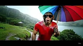 monkey in mount abu