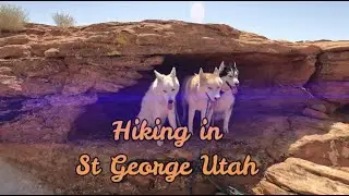Hiking St George with the rescue huskys is just amazing!