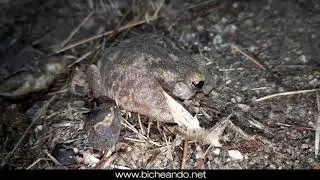 Anfibios en agosto por Madrid...