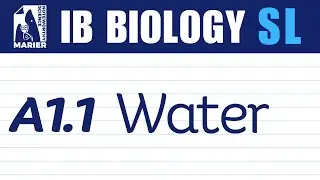 A1.1 Water &ndash; Interactive Lesson | IB Biology SL/HL