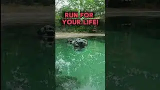 Watch Out! This Rock Could Bite! 🐊⚠️#crocodile #reptiles #lake #rock #safetytips #dangerous #swim