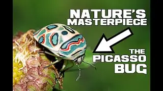An African MASTERPIECE - Picasso Bugs - Animal a Day