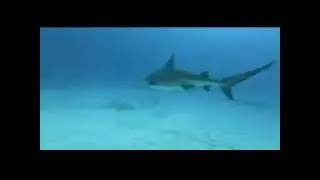 bull shark dive