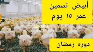 وداعا لضعف التحويل!! ازاي تخلي فراخك سوبر في ١٥ يوم 