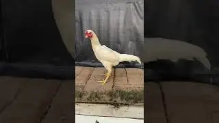 Galinhola