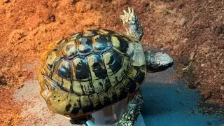 New tortoise 
