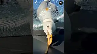 Be Aware From Seagull😱 | Food Thief Bird 🤯 #manncreator #shorts