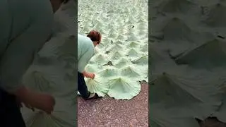 The Use Of Lotus Leaves #satisfyingvideo #recipes #streetfood