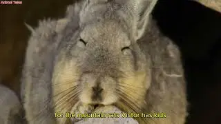 Viscacha Life Secrets of the Mountain Dweller ! Animal Tales