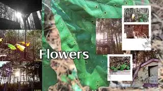 Kimmy Glover - Flowers (Lyric Video)